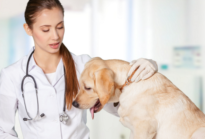 Exames Veterinários A Domicílio