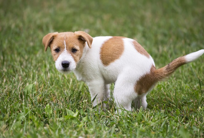 Vacinas, exames e alimentação: dicas para aumentar a expectativa de vida do  seu cachorro