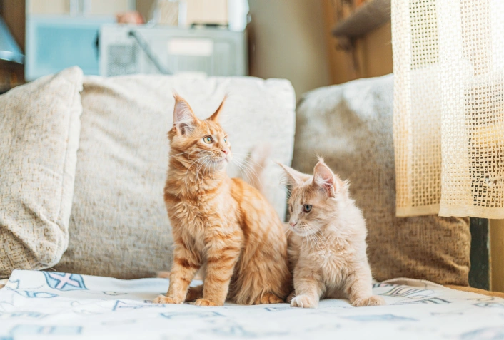 Sinais de gripe felina e tratamento